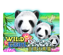 Wild Giant Panda - BETPLAY138
